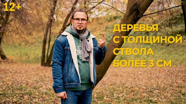 Побелка деревьев осенью: есть ли польза? Когда и зачем белить деревья смотреть онлайн