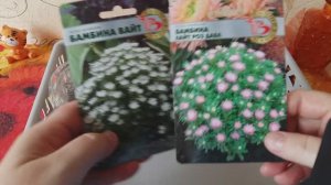 Сею астру китайскую Бамбина