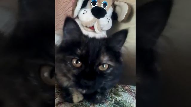 Мотильда смотреть онлайн