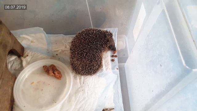 История Шуши. Нашли ежика со сломанной лапой. Еж, ежи, ежик, ежики, hedgehog. смотреть онлайн