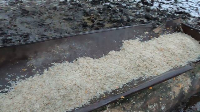 Зимний рацион быков.