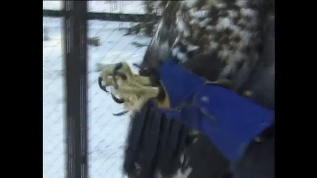 Омские орлы и орланы смотреть онлайн