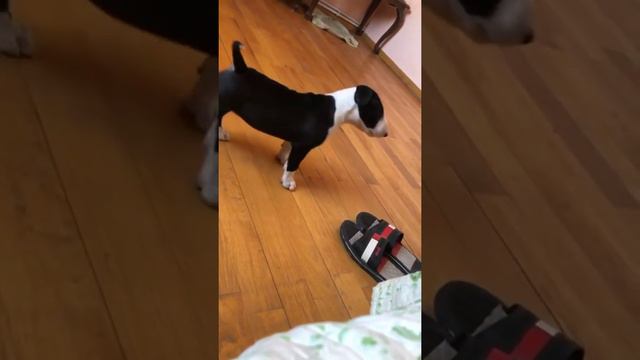 Дочка Дэна с Боксёром #бультерьер #боксёр #щенок #собака смотреть онлайн