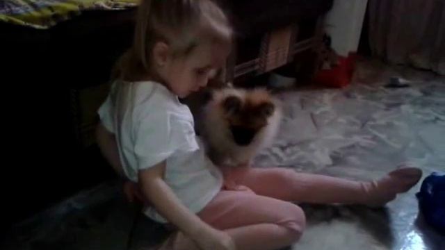 как можно играть со шпицем смотреть онлайн