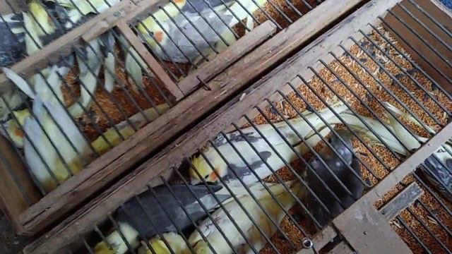 Удобная переноска для попугаев. смотреть онлайн