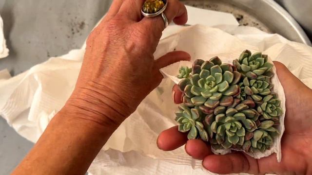 Unboxing Norah Garden 89 Succulent Sales Nov 2023 #1 - TCS016 смотреть онлайн