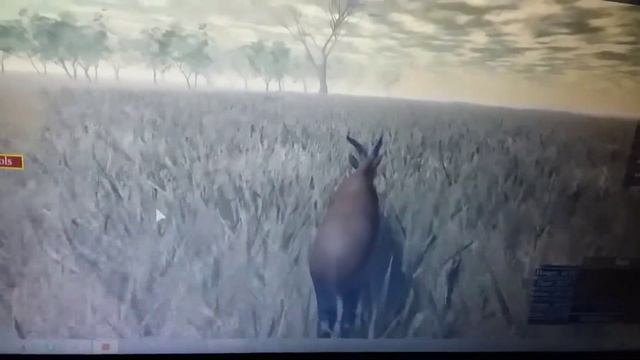 Дикая Савана смотреть онлайн