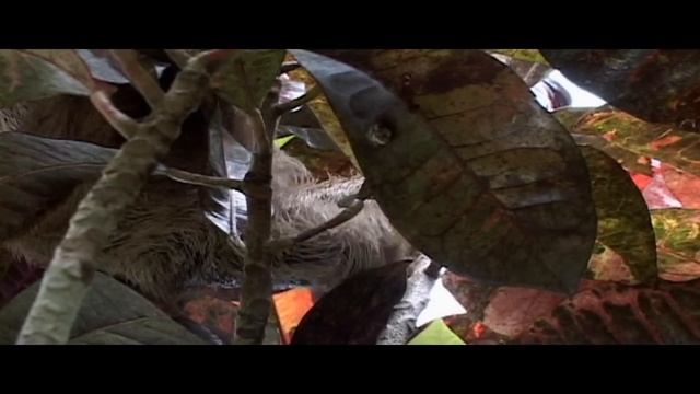 sloth mating call смотреть онлайн