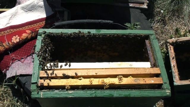 КАК ПОДСАДИТЬ НЕПЛОДНУЮ МАТКУ. БЕЗРАСПЛОДНЫЙ ОТВОДОК. смотреть онлайн