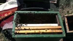 КАК ПОДСАДИТЬ НЕПЛОДНУЮ МАТКУ. БЕЗРАСПЛОДНЫЙ ОТВОДОК.