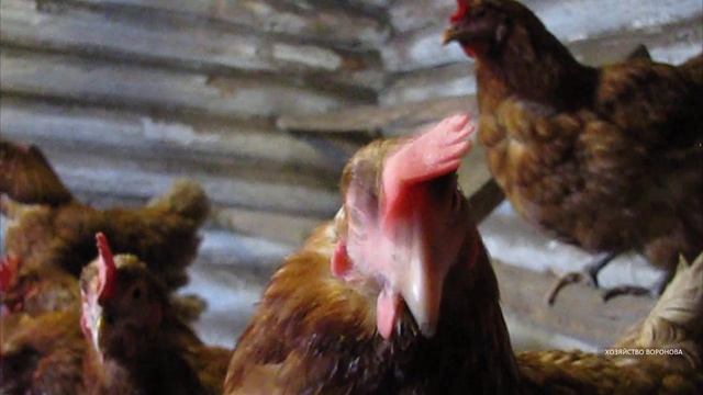 Куры кудахчут смотреть онлайн