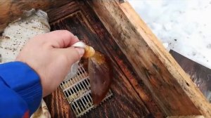 Сибирь,зимовка пчёл на воле без утепления, результат. Часть2