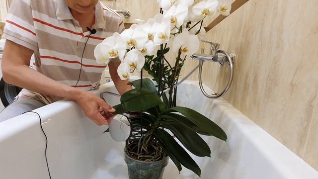 Как поливать орхидею, чтобы получить 60 цветков. How to water an orchid смотреть онлайн