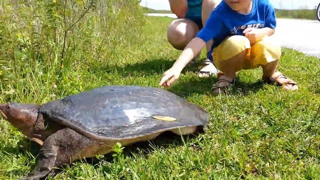 Эверглейдс. Китайский трионикс смотреть онлайн