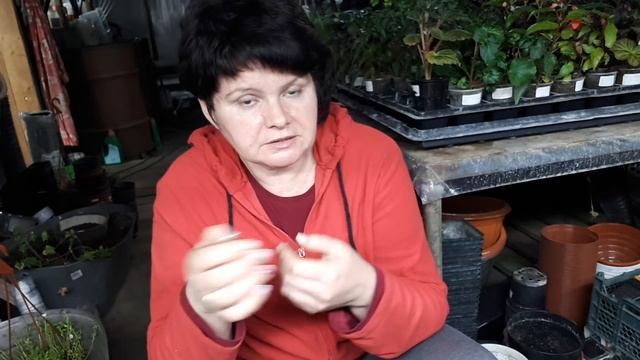 БИЗНЕС на цветах и рассаде мой взгляд НА ТЕМУ! смотреть онлайн