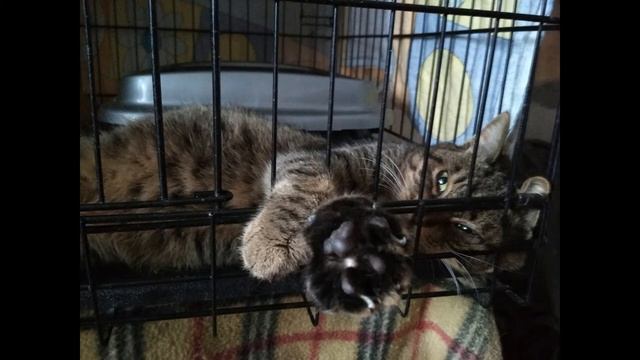 КОТ ТИША из СНЕЖНОЙ НОРЫ смотреть онлайн