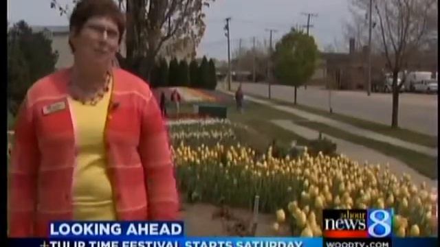 Fewer flowers blooming for Tulip Time смотреть онлайн