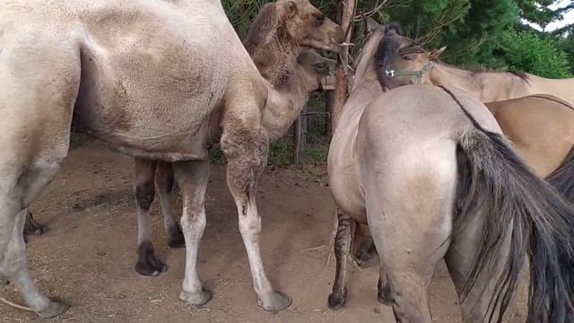 Вятские лошади и верблюды едят соль смотреть онлайн