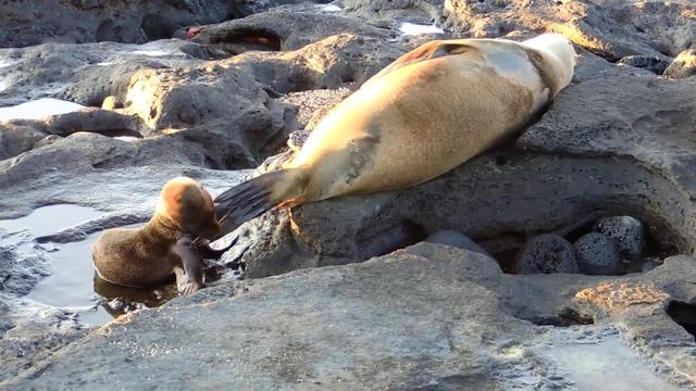Galapagos Sea Lion And Pup, Galapagos