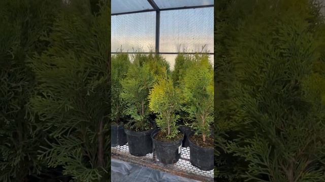 Туи Смарагд,высота 40см,выращенные в контейнерах C2. С отличной корневой системой! смотреть онлайн