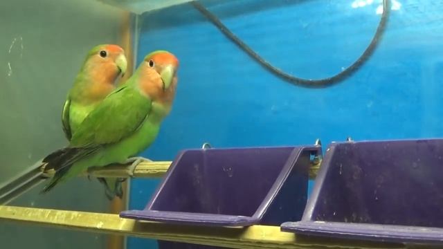 Все про неразлучников смотреть онлайн