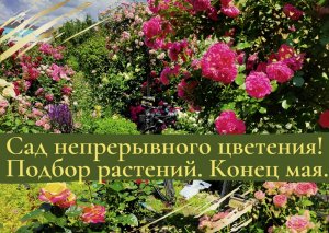 Сад непрерывного цветения. Подбор растений. Конец мая.