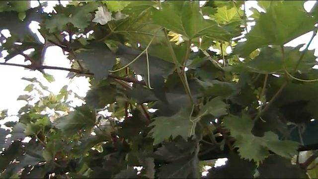 Виноград Байконур первое плодоношение – третий сезон вегетации смотреть онлайн