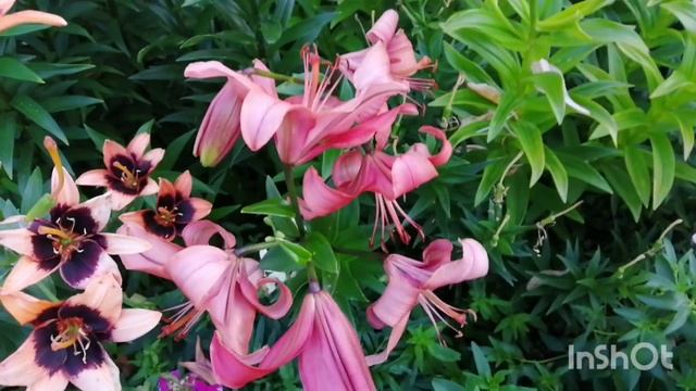 Чудесный сад наших друзей. смотреть онлайн