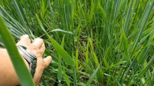 Подсев озимой ржи весной, продолжение.