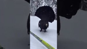 Глухарь напал на лыжника