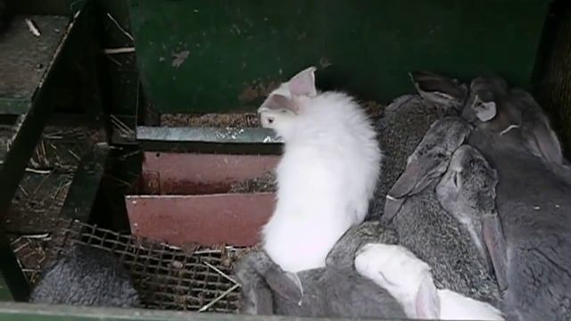 Крольчата активно питаются и дружно растут Клетка для кроликов "Искусственная нора - вольера" смотреть онлайн