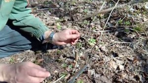 Прививка яблони. Способ в расчеп. Как привить яблоню.