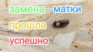 Замена маток без поиска матки, продолжение.