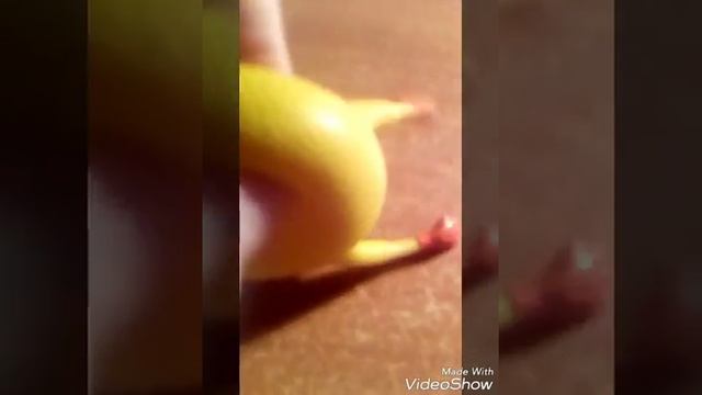 Антистресс курица!!! смотреть онлайн