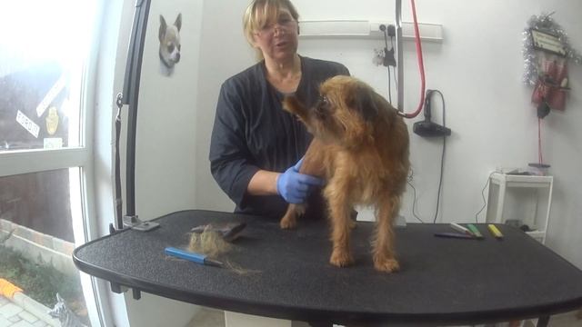 тримминг гриффона 1 , Trimming 1