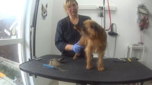 тримминг гриффона 1 , trimming 1