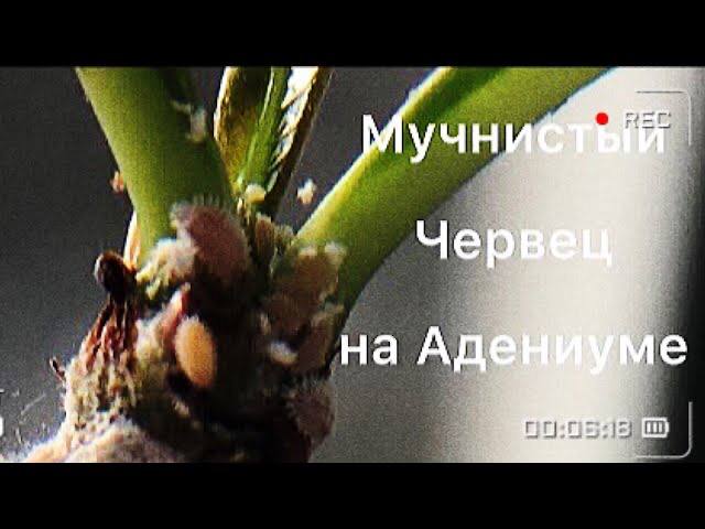 Мучнистый червец на Адениуме! Спасибо за помощь!!! смотреть онлайн