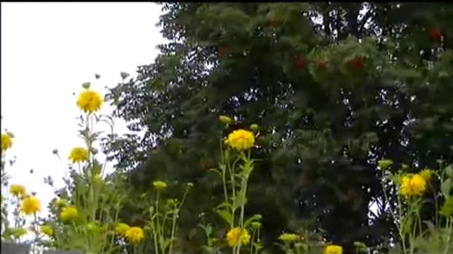 Вальс цветов смотреть онлайн