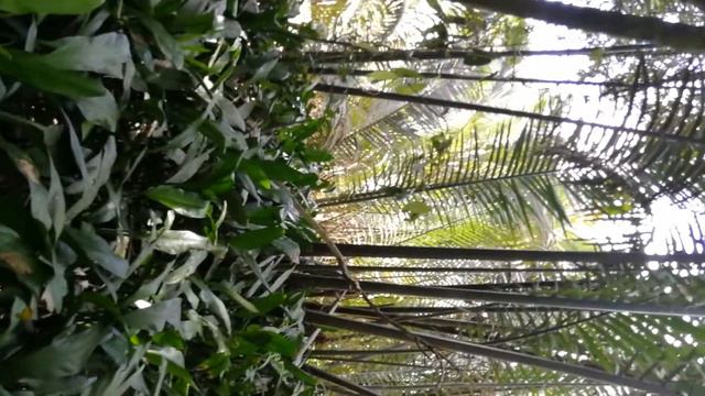Alismatales. Araceae. Aglaonema griffithiii. Borneo смотреть онлайн