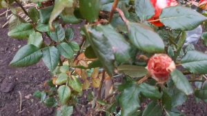 Роза ВЕРАНО ( Verano ) Третья волна цветения  27 октября 2021 год