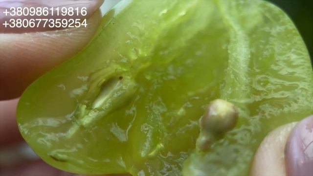 ? ЕЛЬВІРА. НАДРАННІЙ ВИНОГРАД смотреть онлайн