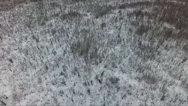 Квадрокопте для охоты, поиск лося. смотреть онлайн
