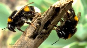 Детям про шмелей