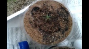 Выращивание голубой ели из семечек. Пересадка ростков