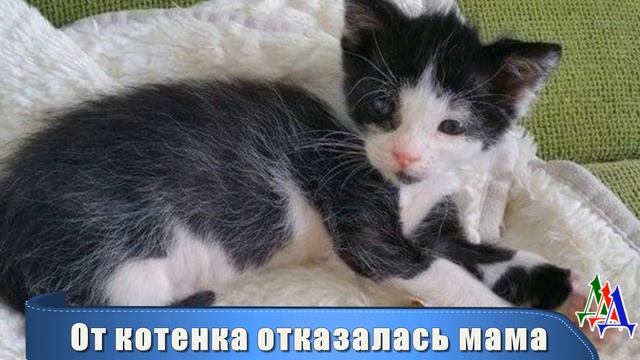 От недоношенного котенка отказалась мама. Его вес примерно 60 граммам, а шансы на спасение к нулю смотреть онлайн