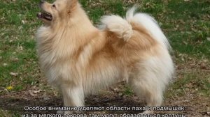 Немецкий шпиц (малый): описание породы, характер