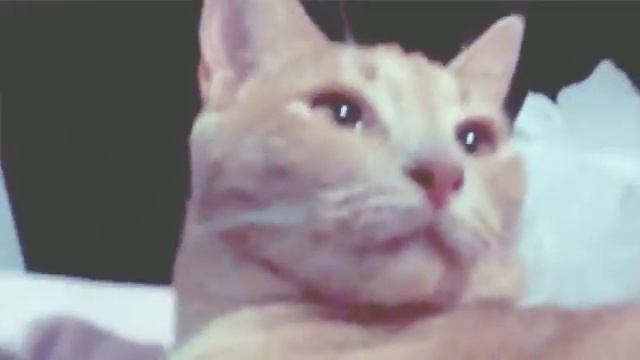 I love my cats??(read disc!) смотреть онлайн