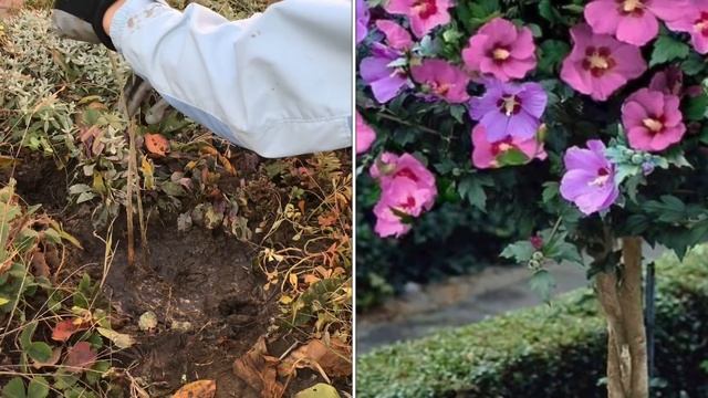 Гибискус сирийский (садовый). Посадка, уход, размножение.