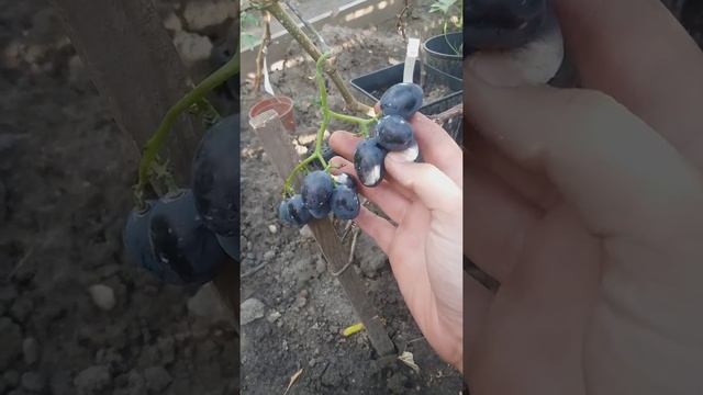 Winorośl odmiana Gała Сорт винограду гала Винные сорта Гала смотреть онлайн