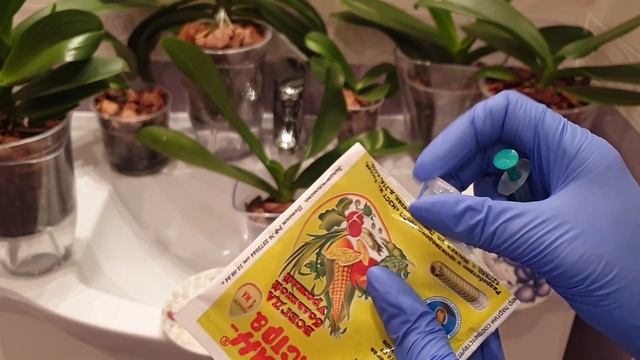 Антистресс для пересаженных орхидей | Уже наросли КОРНИ у орхидей, ЦВЕТОНОС и хороший ТУРГОР орхиде смотреть онлайн